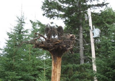 Sculpture d'aigle dans son nid